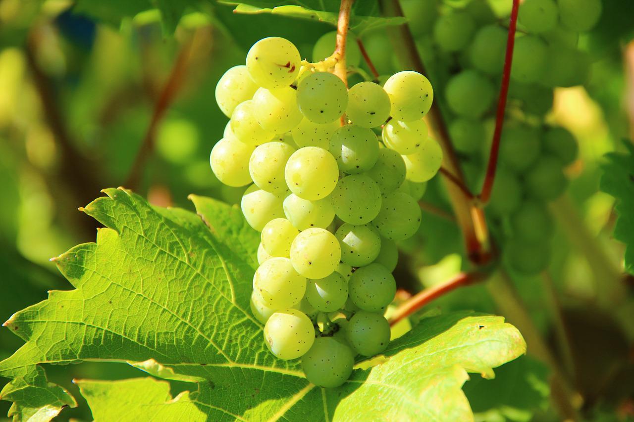 VK-Exim-Indian-Banana-Supplier-Fresh-Grapes.jpg