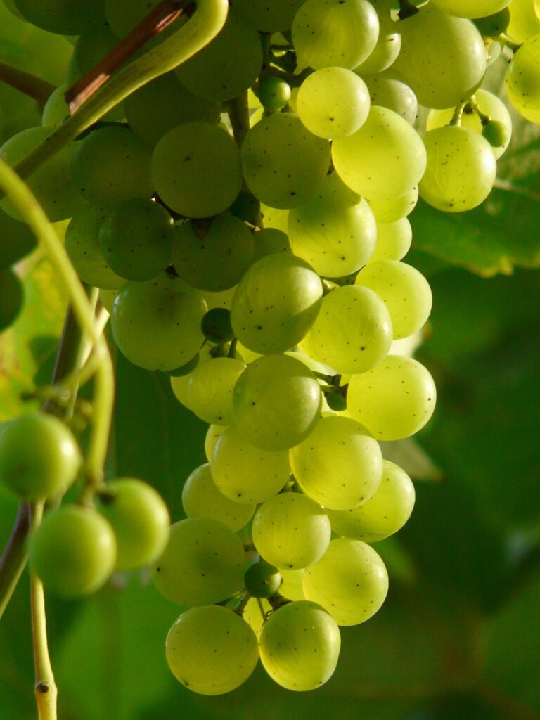 VK-Exim-Indian-Banana-Supplier-Fresh-Grapes.jpg.jpg