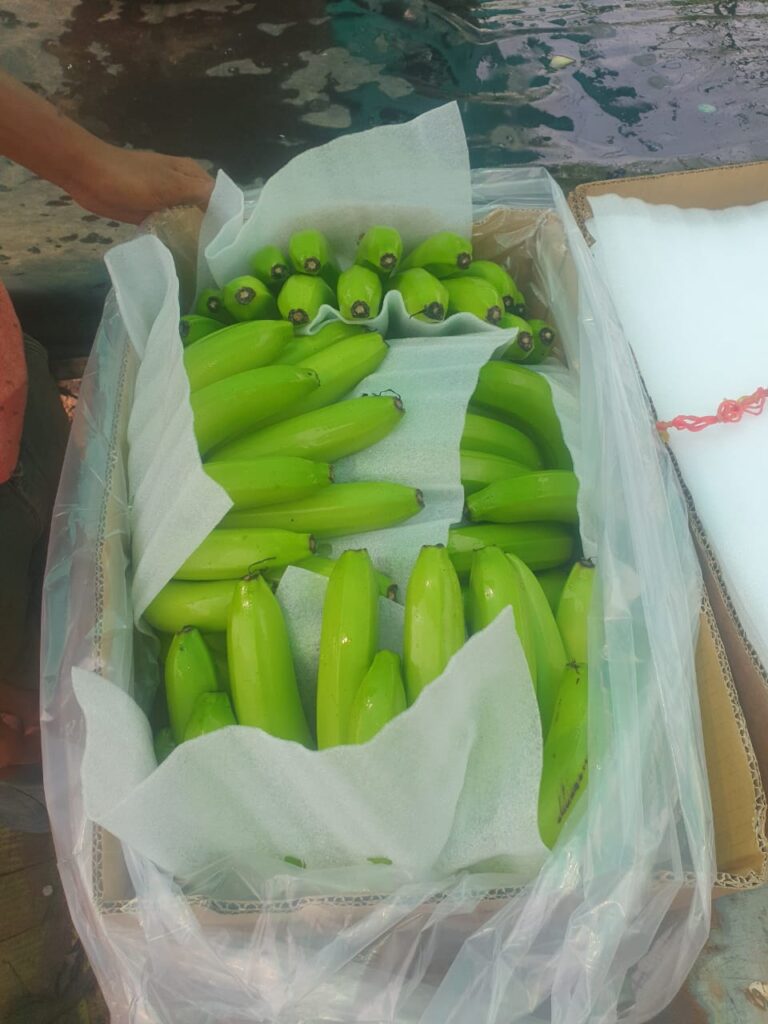 V_K_exim_Indian_Banana_supplier