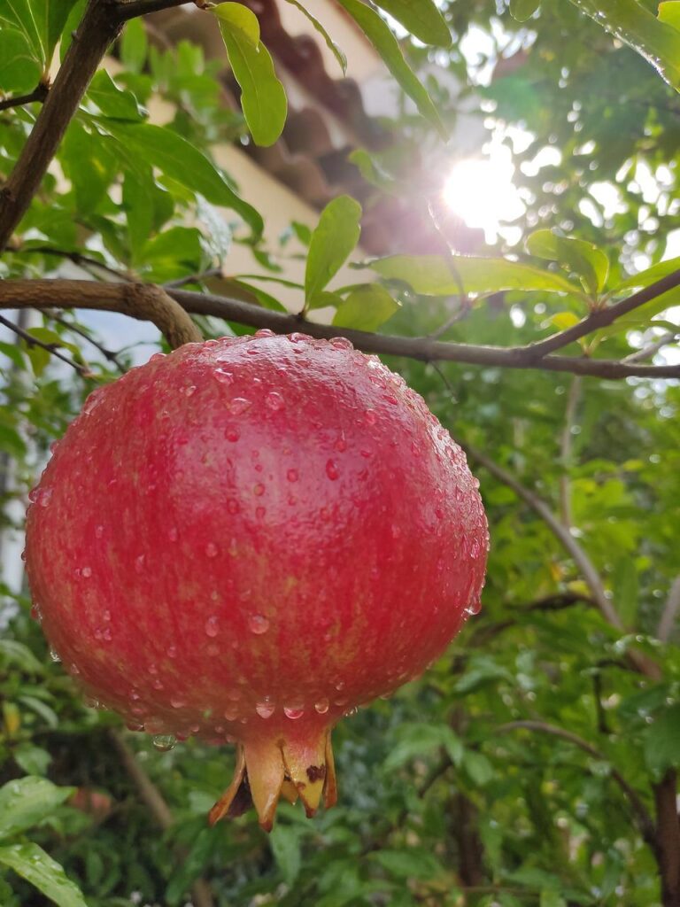 pomegranate, fruit, food-6682558.jpg